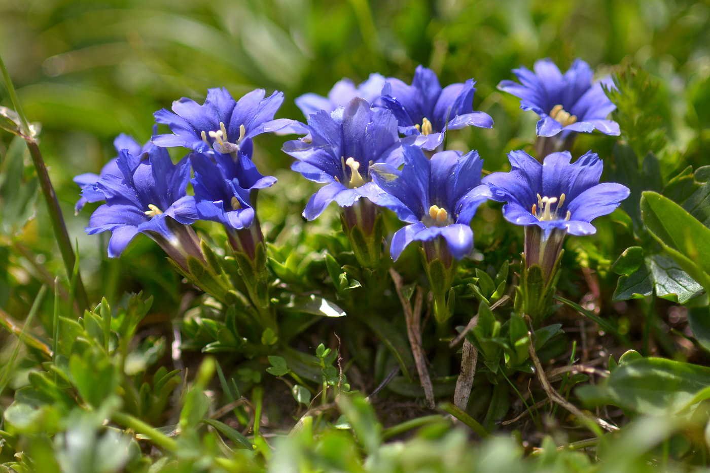 Изображение особи Gentiana dshimilensis.