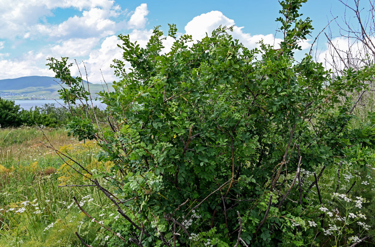 Image of genus Caragana specimen.