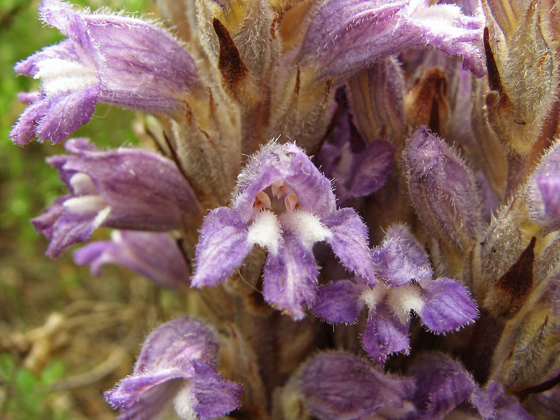 Image of Phelipanche caesia specimen.