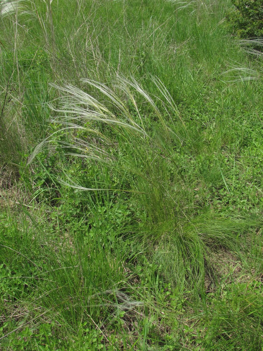 Изображение особи род Stipa.