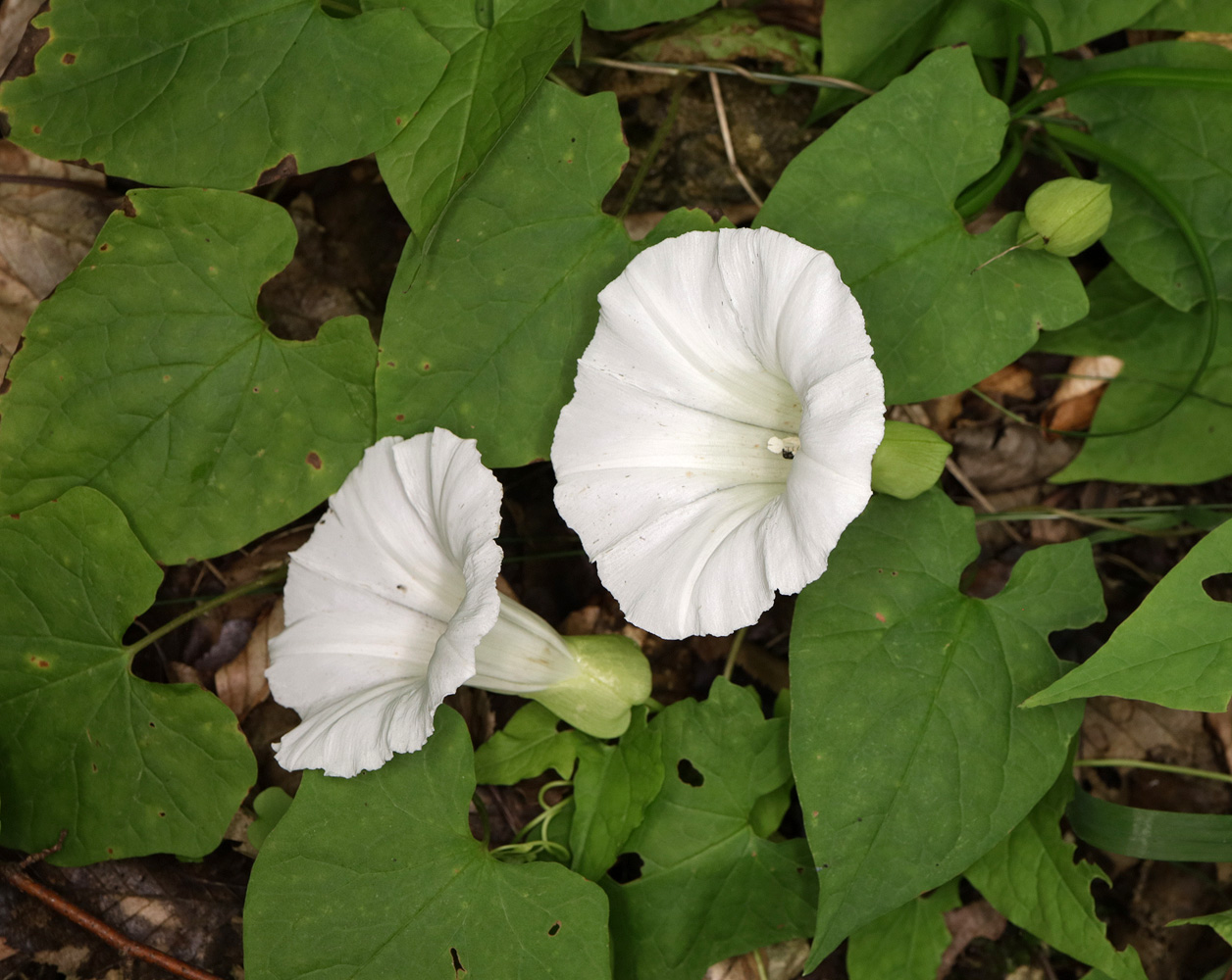 Image of Calystegia silvatica specimen.