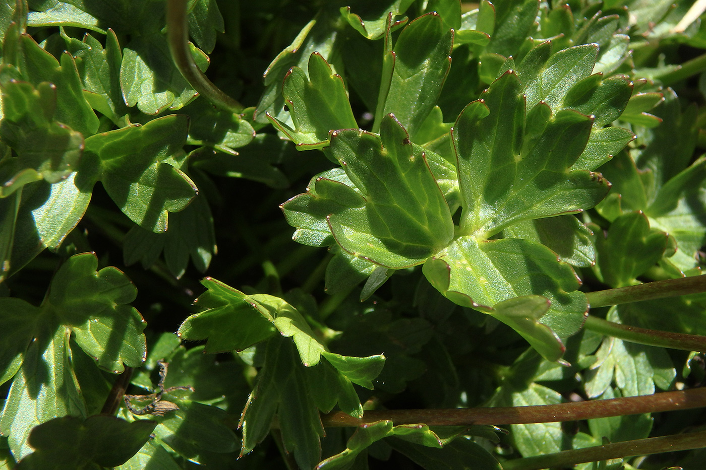 Image of Ranunculus brachylobus specimen.