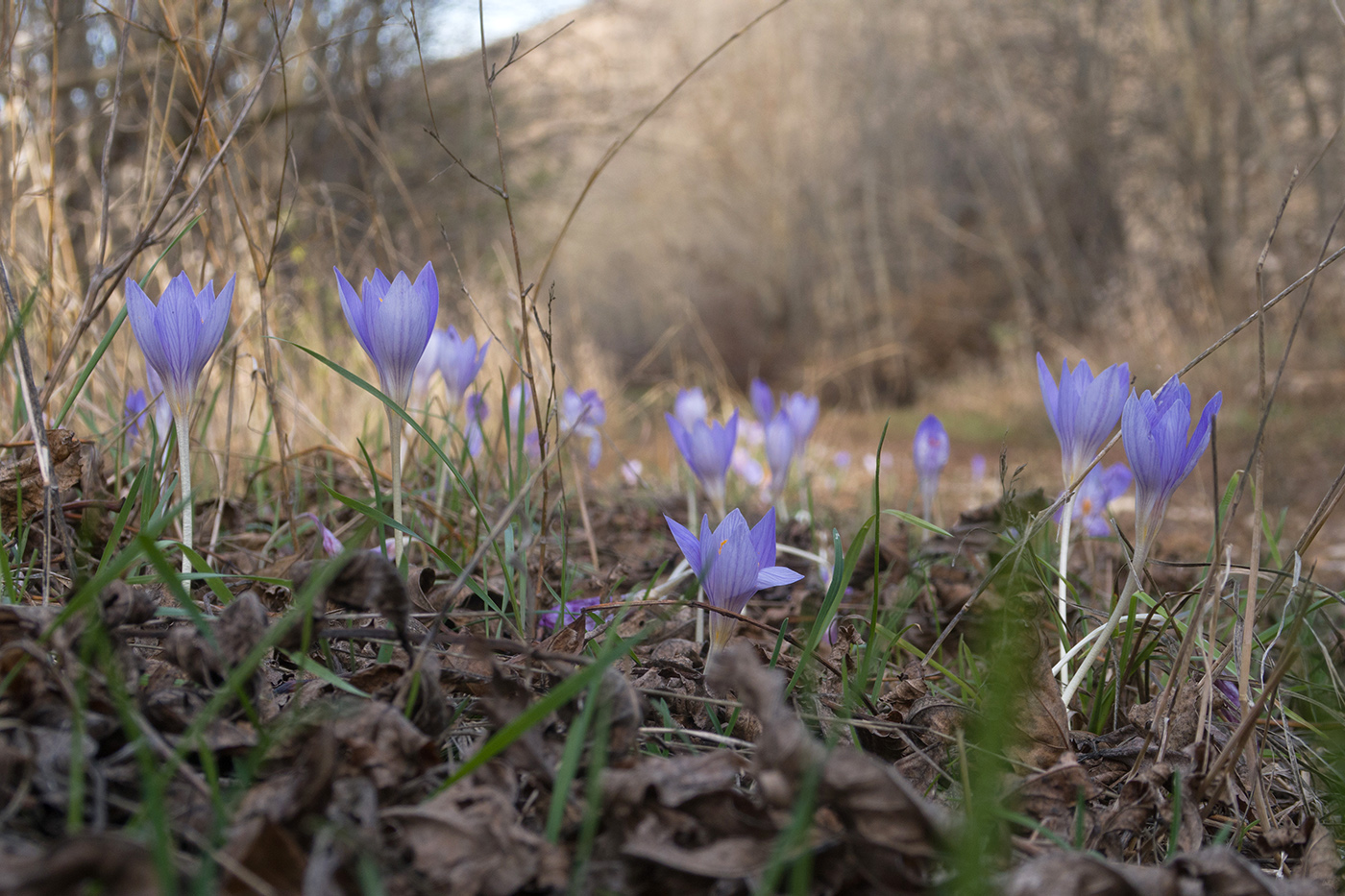 Изображение особи Crocus speciosus.