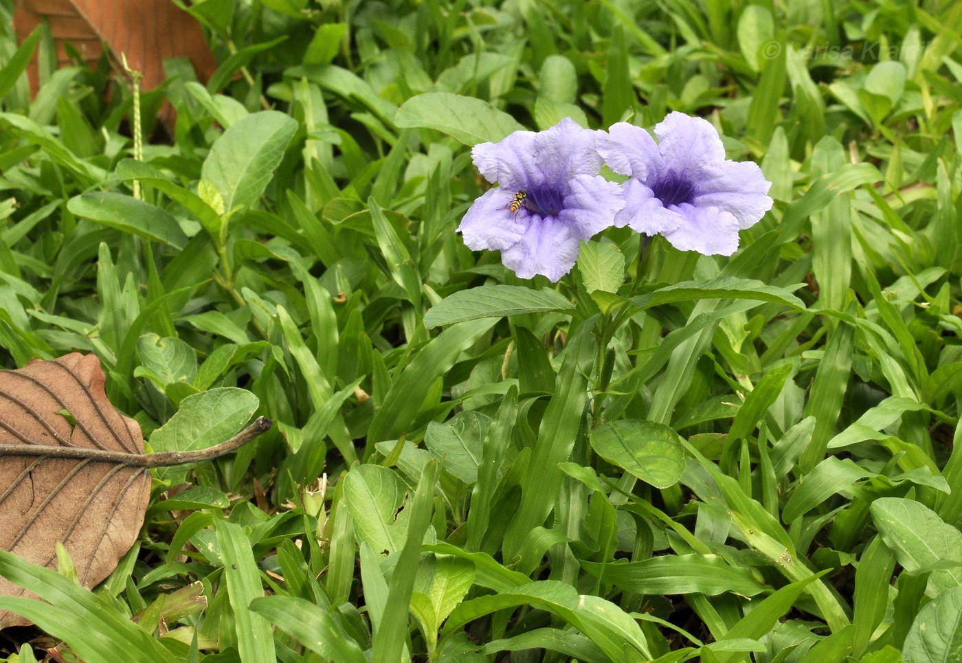 Изображение особи Ruellia tuberosa.