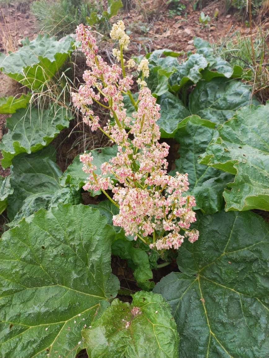 Image of Rheum ribes specimen.