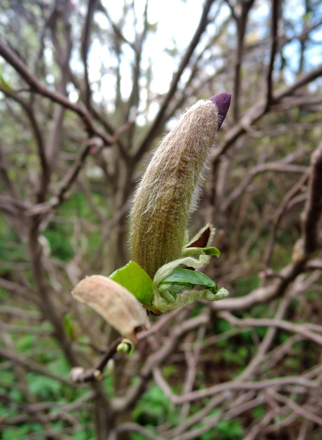 Image of Magnolia &times; susannae specimen.