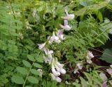 Vicia sylvatica. Соцветия и листья. Нижегородская обл., Арзамасский р-н, западная окраина с. Пустынь, экологическая база ННГУ, у тропы в сосново-еловом бору на песках. 19.06.2020.