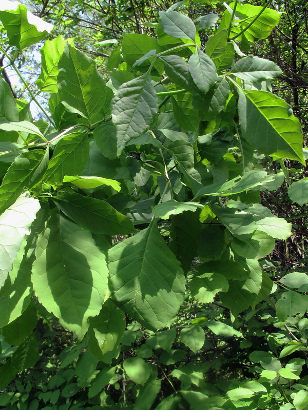 Image of genus Fraxinus specimen.