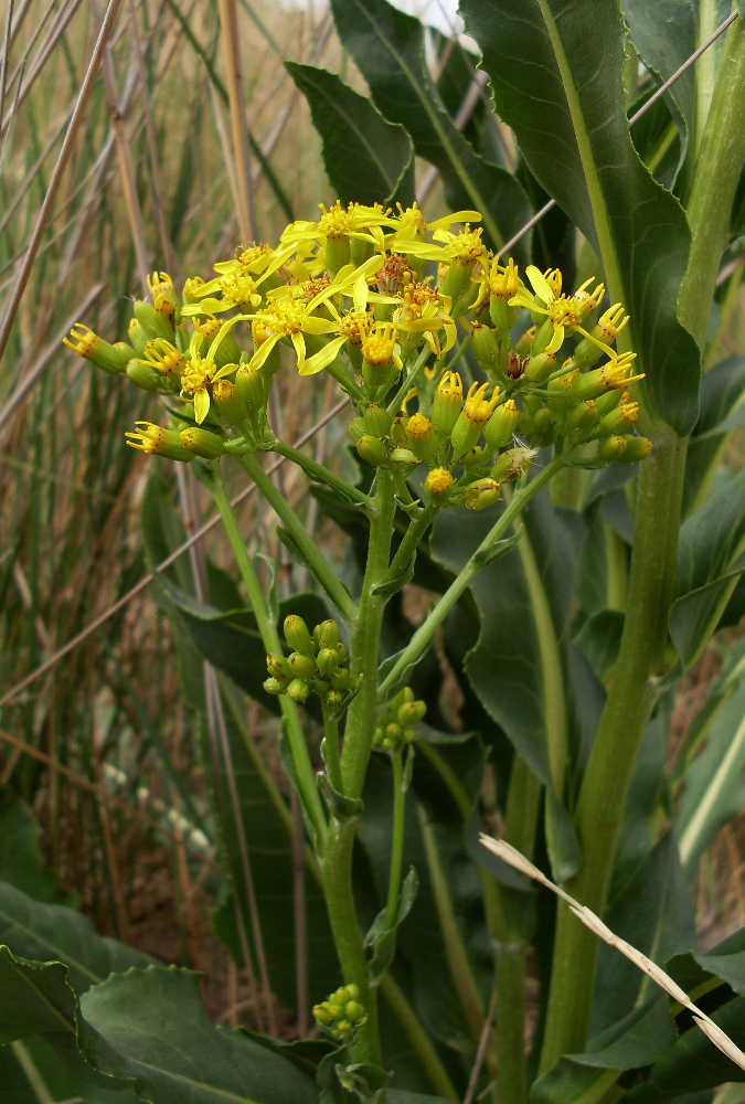 Image of Senecio schwetzowii specimen.