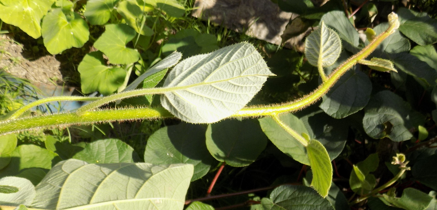 Image of Actinidia chinensis var. deliciosa specimen.