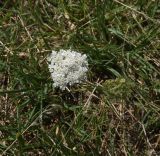 genus Daucus. Верхушка цветущего растения. Чечня, окр. с. Виноградное, правый берег р. Терек, луг. 22 июня 2024 г.