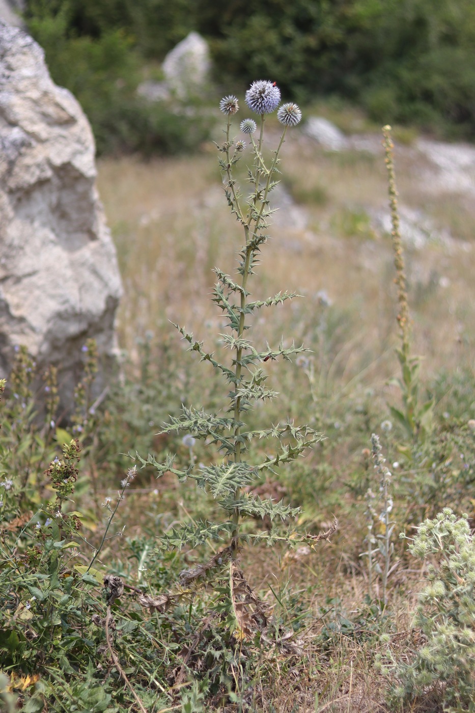 Изображение особи Echinops sphaerocephalus.