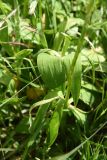 Allium victorialis