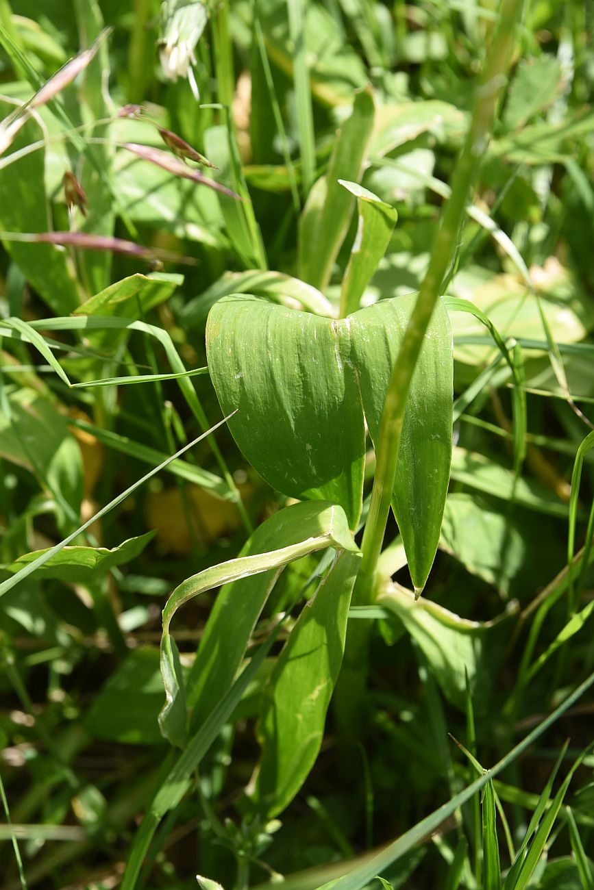 Image of Allium victorialis specimen.