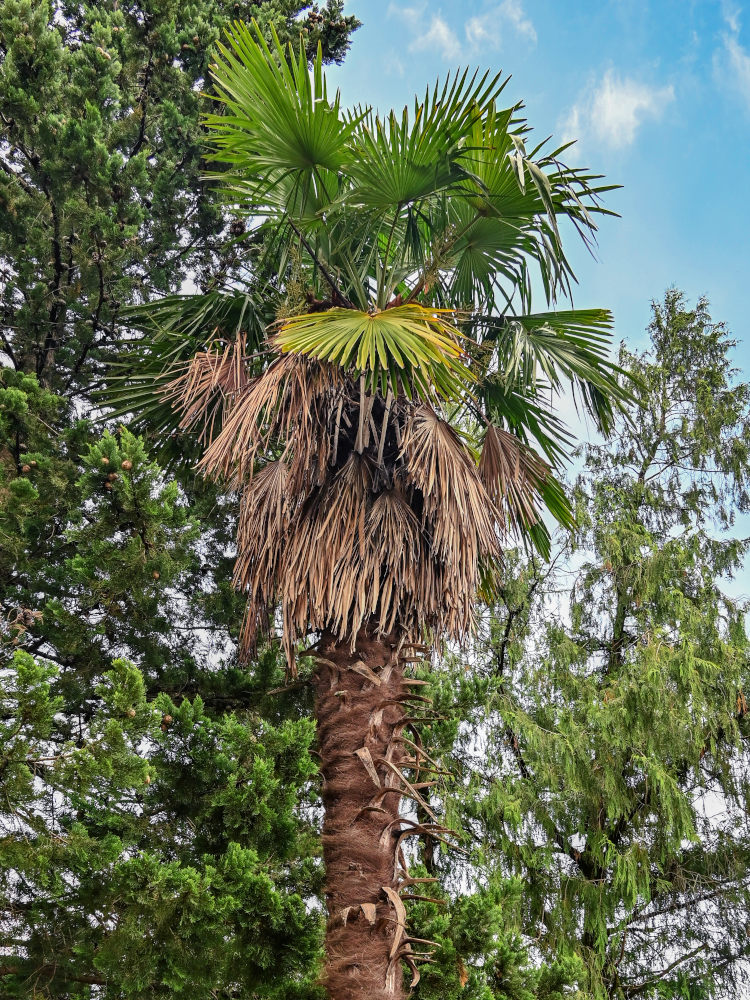 Изображение особи Trachycarpus fortunei.