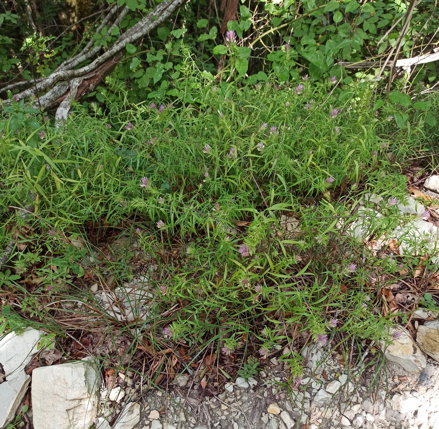 Image of Melampyrum arvense specimen.