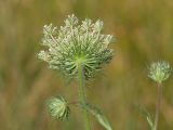 Daucus carota