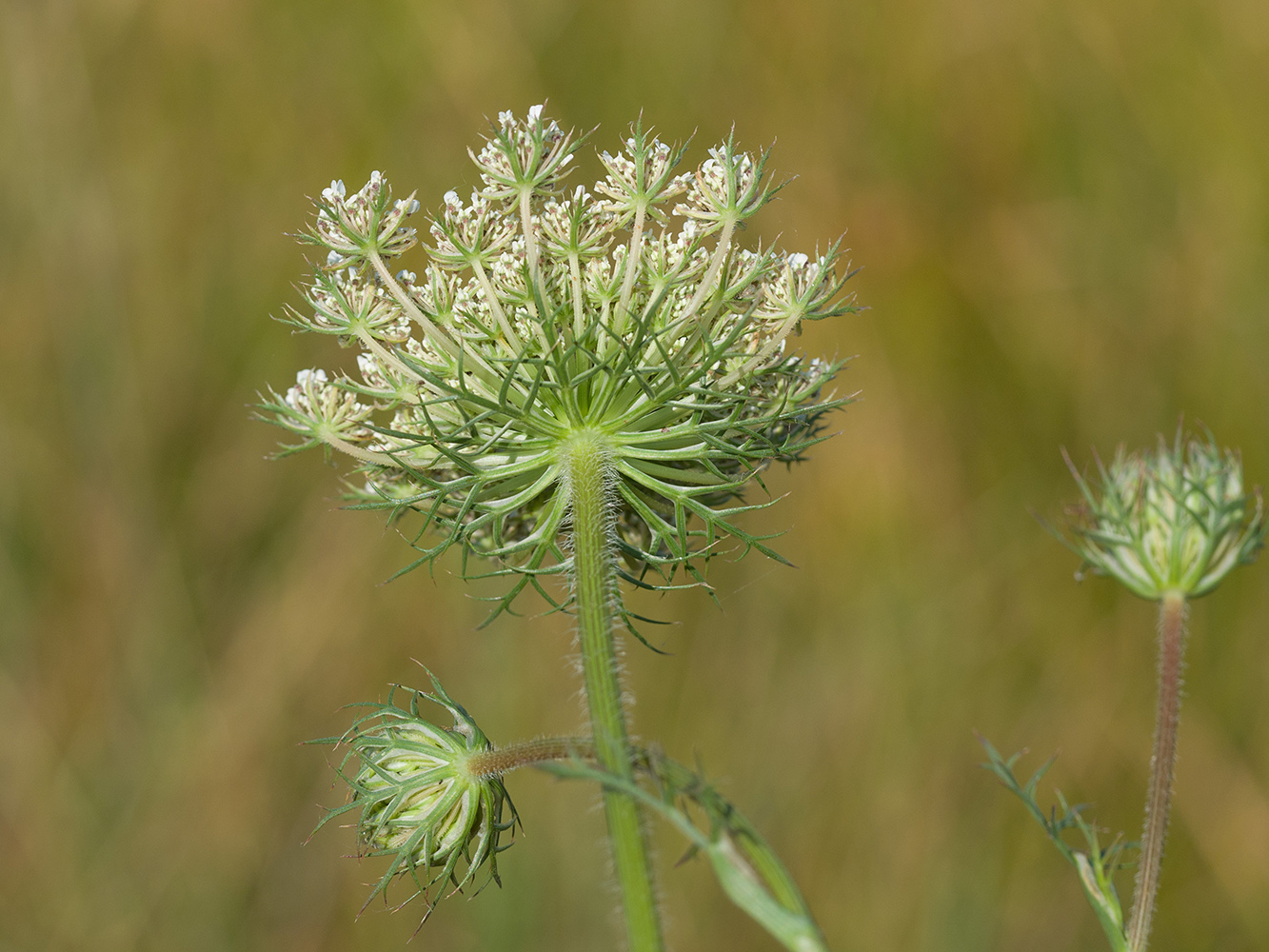 Image of Daucus carota specimen.