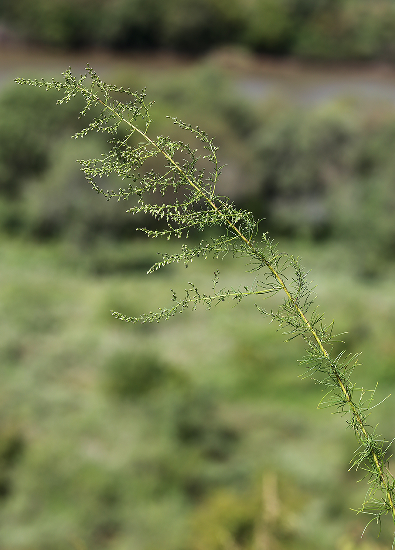 Image of Artemisia macilenta specimen.