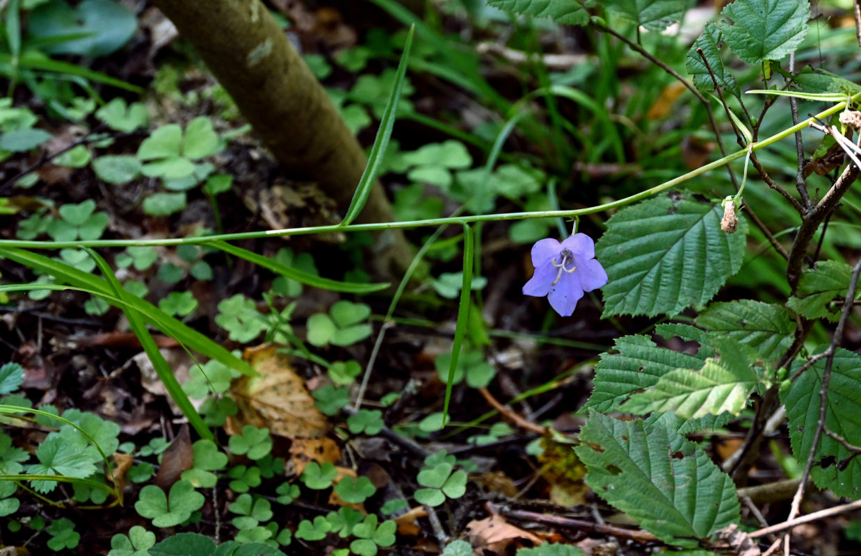 Image of Campanula persicifolia specimen.