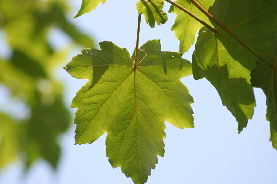 Изображение особи Acer pseudoplatanus.