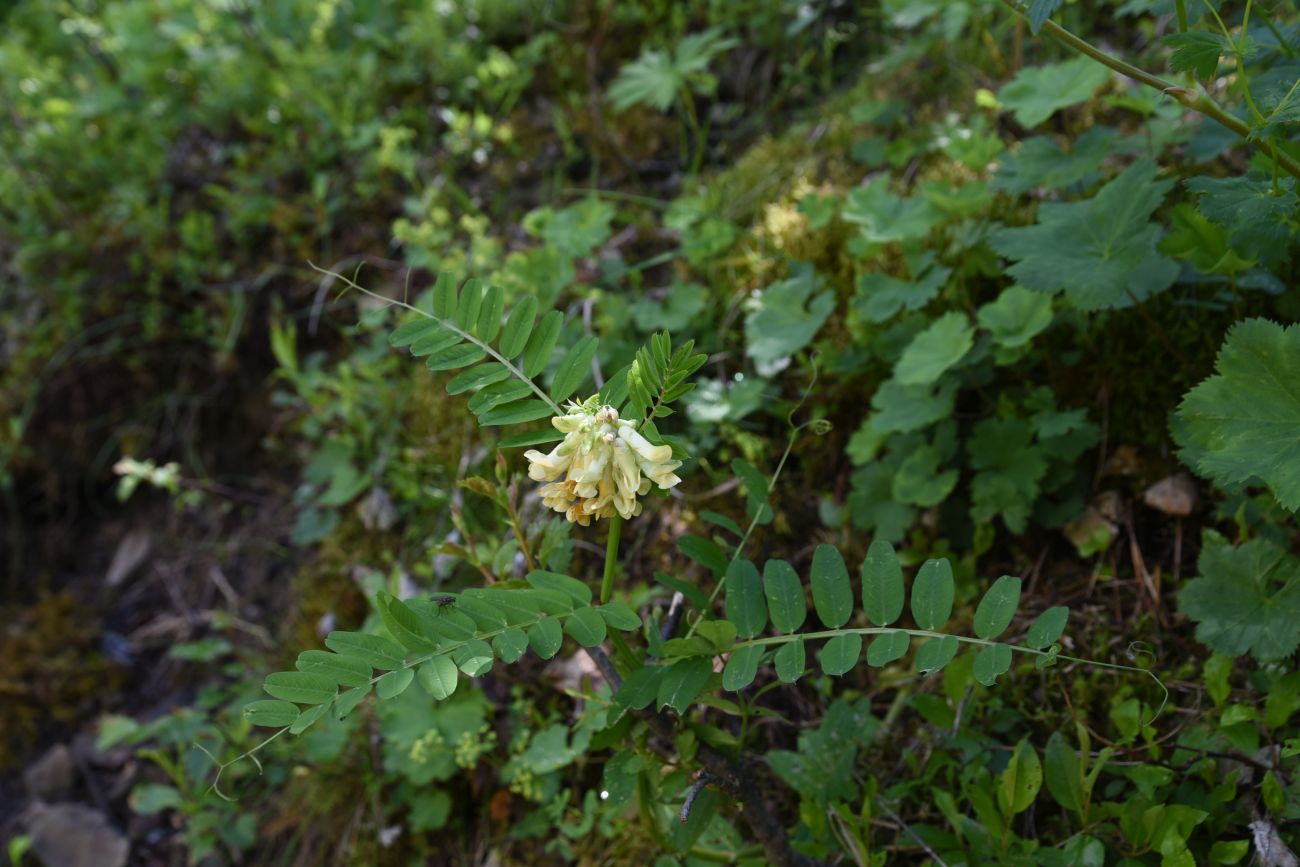 Image of Vicia balansae specimen.