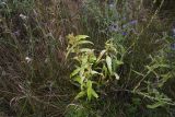 Gentiana cruciata