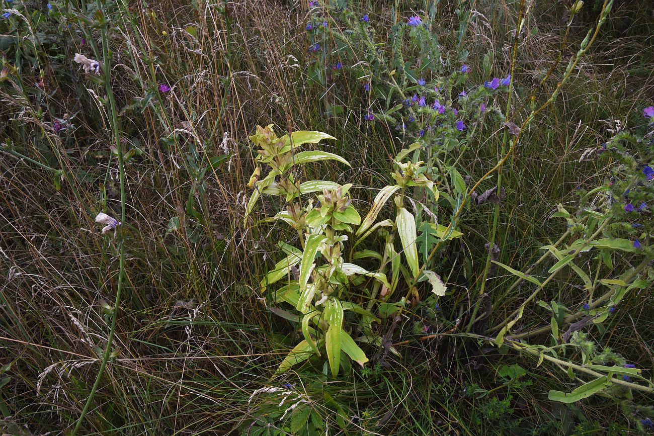 Image of Gentiana cruciata specimen.