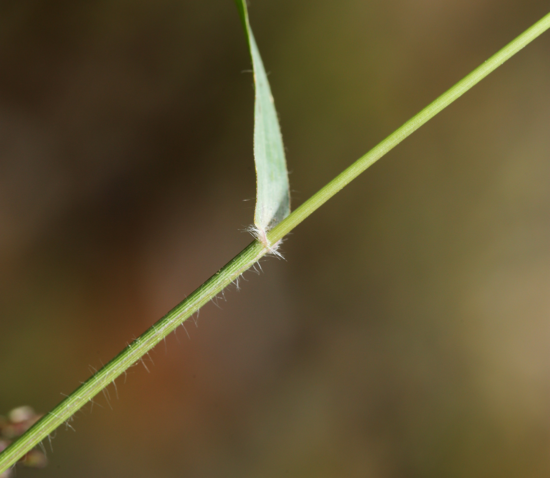 Image of Eragrostis minor specimen.