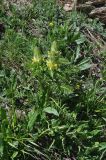 Pedicularis condensata