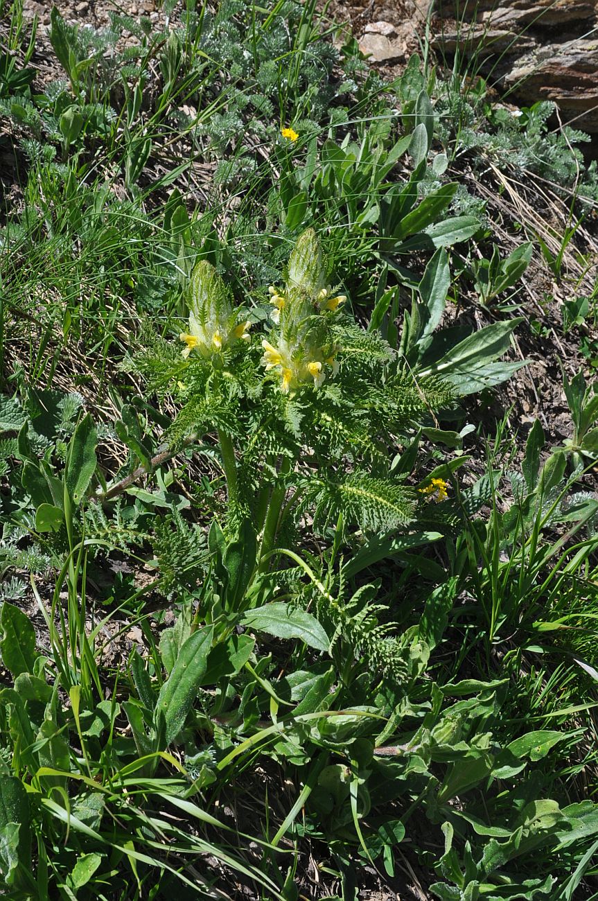 Изображение особи Pedicularis condensata.