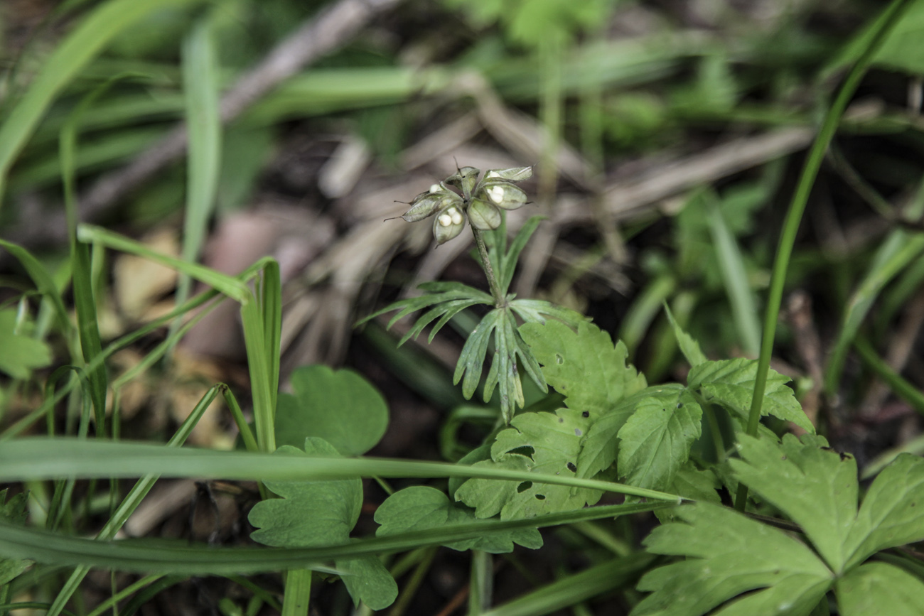 Изображение особи Eranthis stellata.