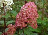 Hydrangea paniculata