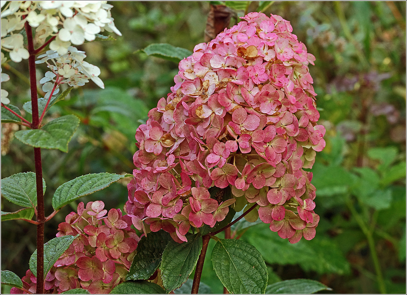 Изображение особи Hydrangea paniculata.