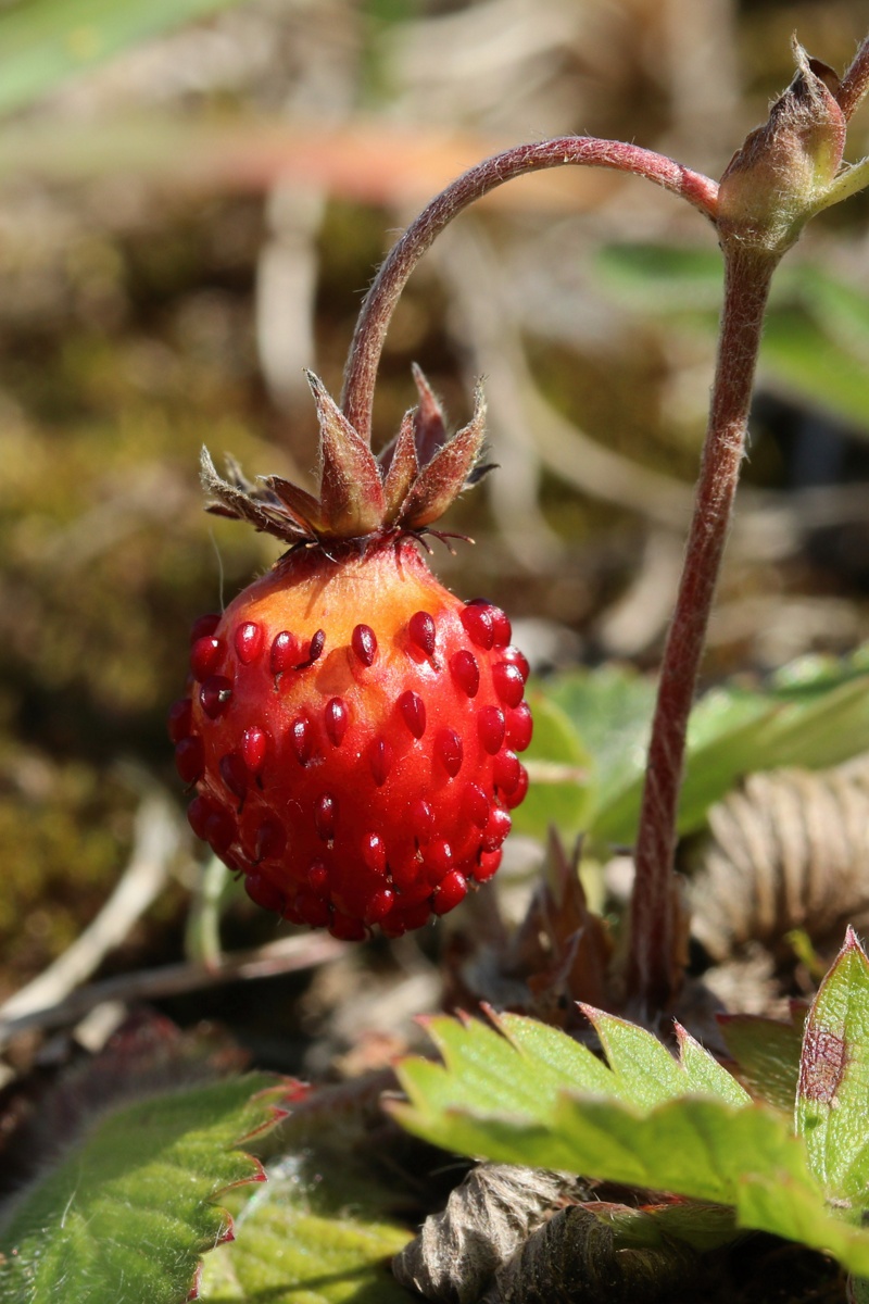 Image of Fragaria vesca specimen.