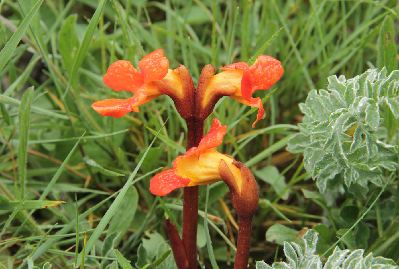 Image of Phelypaea coccinea specimen.