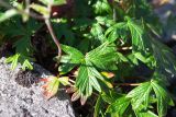 Potentilla vulcanicola. Листья. Камчатский край, Елизовский р-н, природный парк \"Вулканы Камчатки\", южный участок, кластер \"Налычевский\", памятник природы \"Экструзия Верблюд\", каменистая осыпь. 11.08.2024.