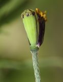 genus Papaver. Верхушка побега с незрелым плодом. Испания, автономное сообщество Каталония, пров. Жирона, комарка Баш Эмпорда, муниципалитет Калонже, в посевах пшеницы. 10.03.2025.