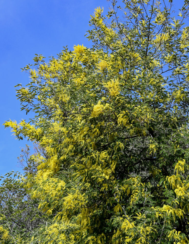 Image of Acacia dealbata specimen.