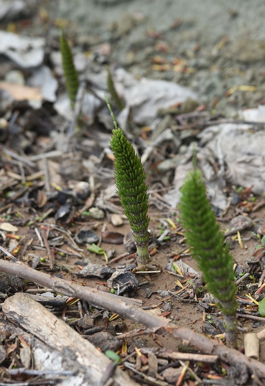 Image of Equisetum telmateia specimen.