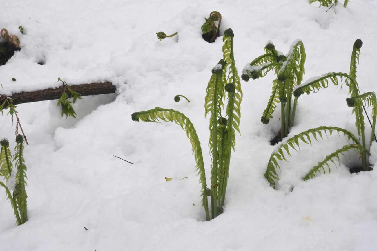 Image of Matteuccia struthiopteris specimen.