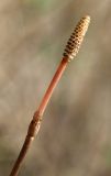 View full-size image Equisetum pratense