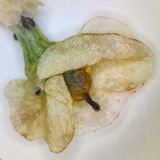 Смотреть изображение Anabasis aphylla