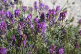 View full-size image genus Astragalus