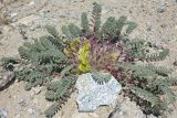 View full-size image Astragalus charguschanus