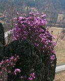Rhododendron ledebourii. Цветущие растения на скалах над долиной р. Сема. Алтай, Шебалинский р-н, окр. с. Камлак. 23.04.2011.
