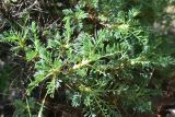 View full-size image genus Astragalus