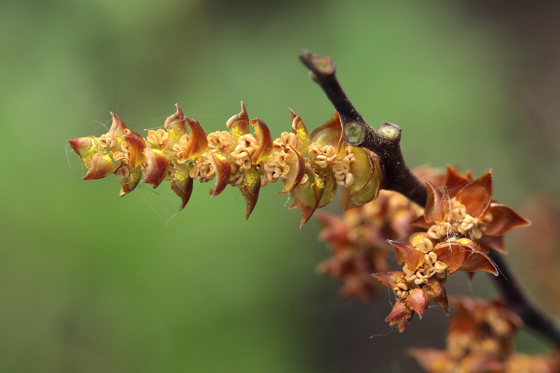 Image of Myrica gale specimen.