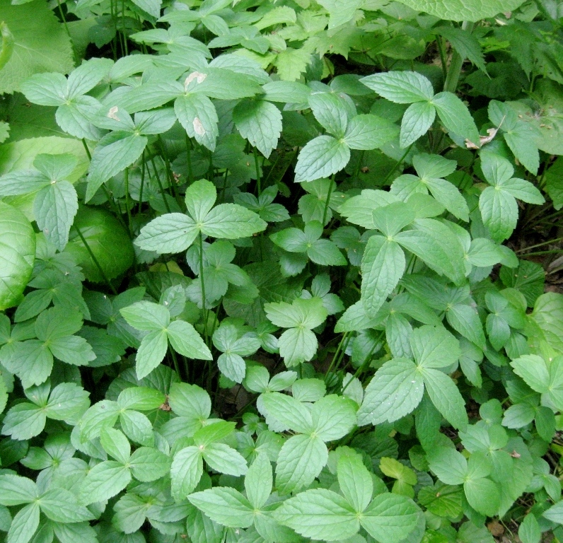 Image of Astrantia maxima specimen.