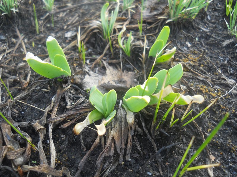 Image of Allium nutans specimen.